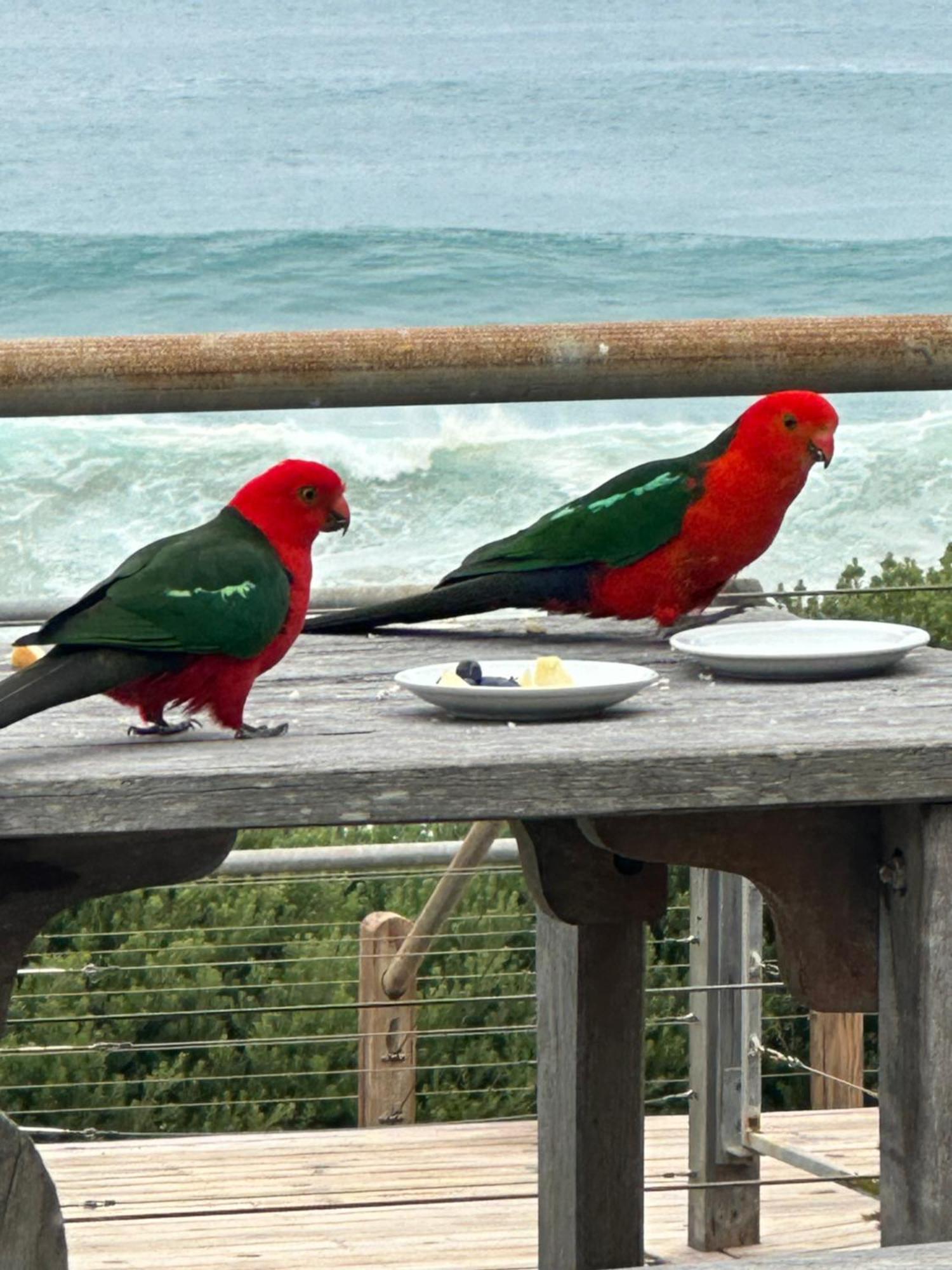 15 Whitecrest Great Ocean Road Resort - Ocean View Apollo Bay Extérieur photo